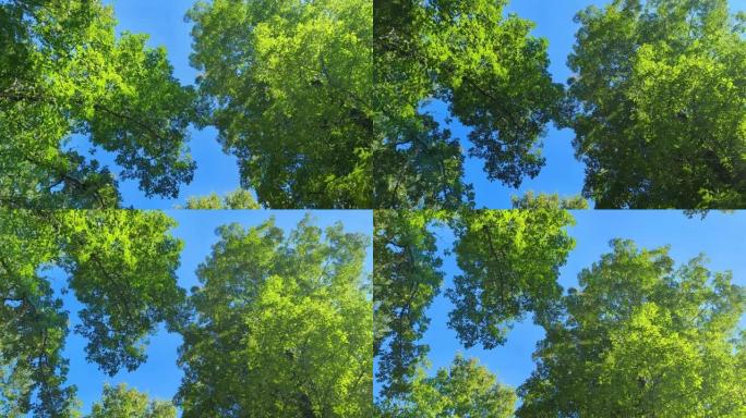 在绿树下旋转，仰望蓝天。