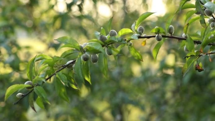 树枝上的新鲜绿色未成熟桃子。爱好农场的天然自家种植水果。果园里的春天。