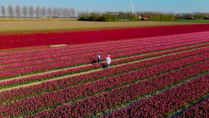 荷兰春季花卉农业的郁金香花田。花田里的男人和女人
