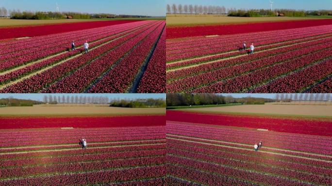 荷兰春季花卉农业的郁金香花田。花田里的男人和女人