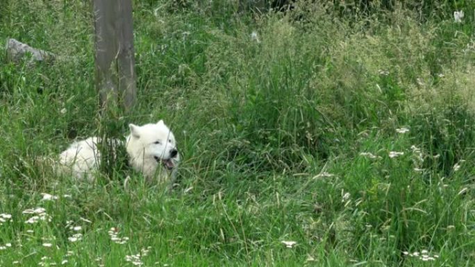 坐在绿草丛中的白北极狼 (Canis lupus arctos)