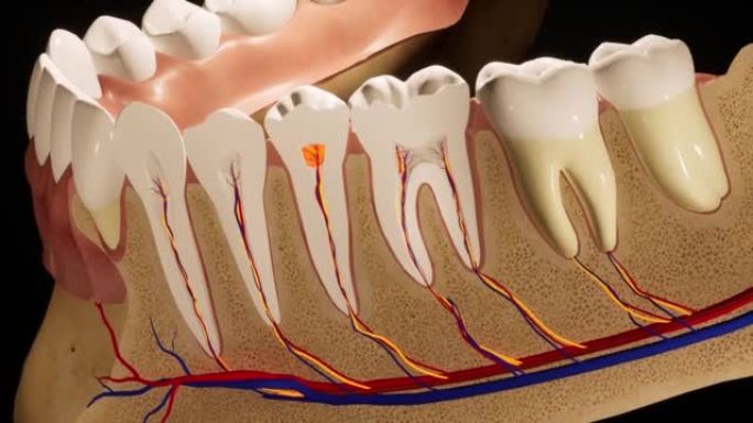 牙痛。牙齿的解剖详细部分。神经发炎。3D动画