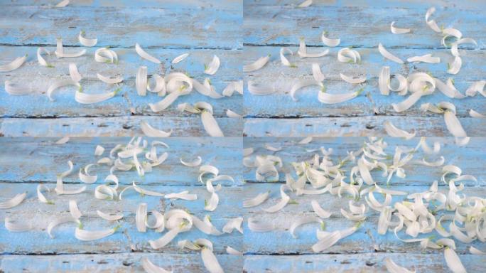 浅蓝色复古木质背景上的白色洋甘菊花瓣滴。夏季主题。慢动作。