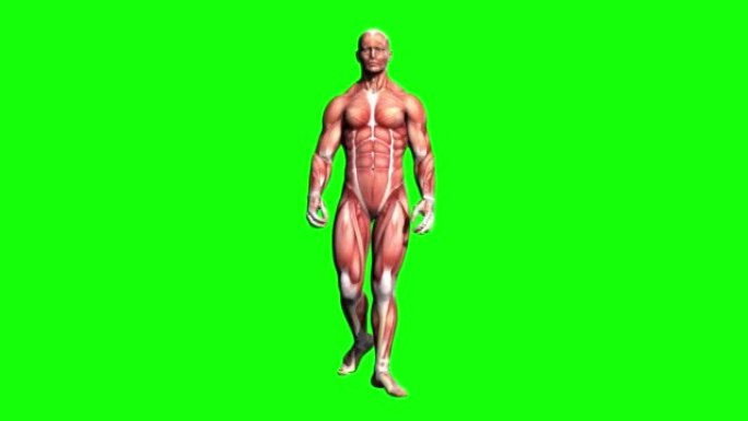 3D人体肌肉系统模型在绿屏上行走