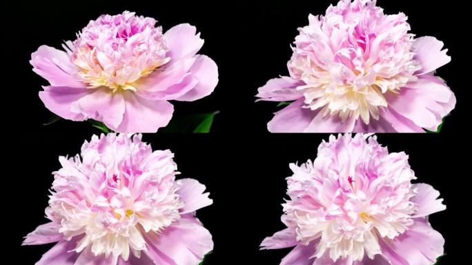 黑色背景上的粉红色牡丹开放花。吠陀概念。侧视图