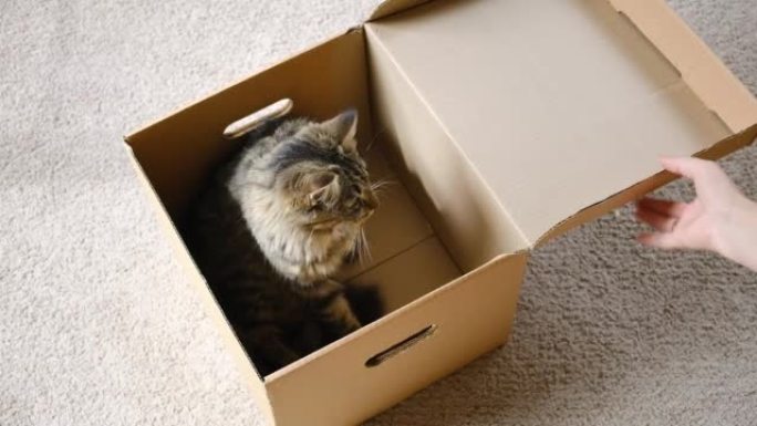女人在地板地毯背景上用宠物关闭盒子的盖子。可爱的灰色虎斑猫在纸板箱在家里的地板。猫看着裂开的纸板箱。