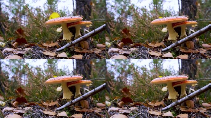 慢动作。一个圆锥体落在苍蝇木耳蘑菇附近。秋天