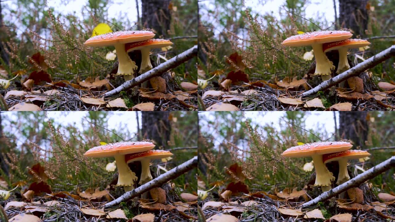 慢动作。一个圆锥体落在苍蝇木耳蘑菇附近。秋天