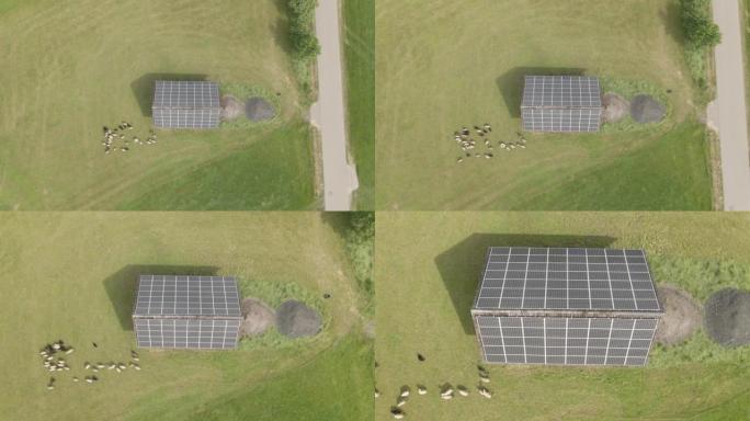 绵羊在装有太阳能电池板的谷仓附近的田野上放牧