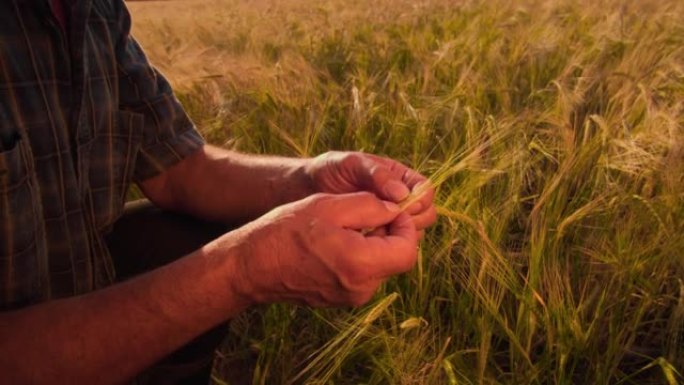 close up farmer man hands analysis and inspection 