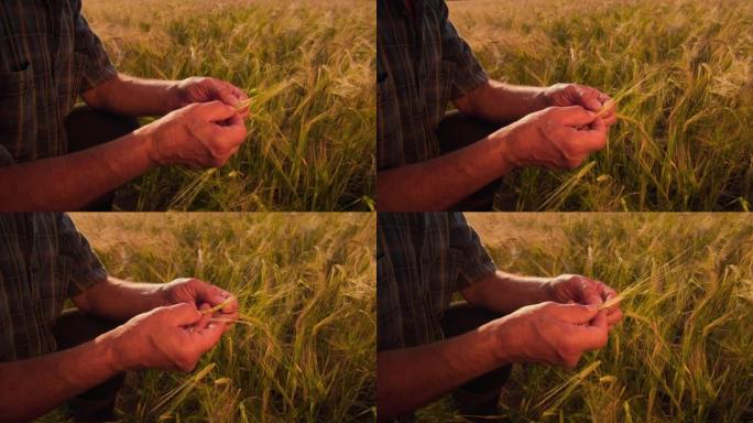 close up farmer man hands analysis and inspection 