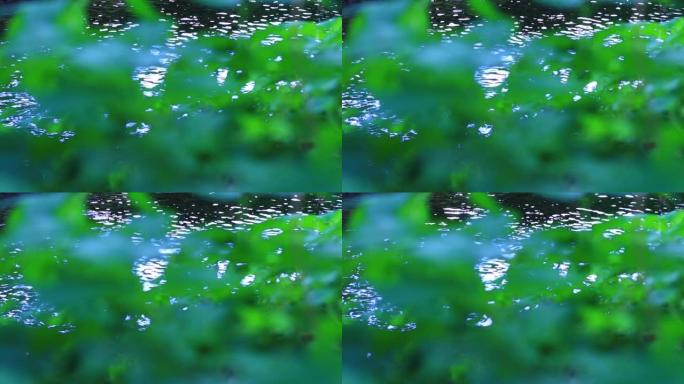绿叶背后的暗河慢动作视频