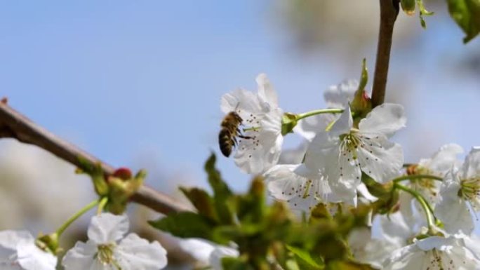 慢动作飞行蜜蜂覆盖着花粉，从白色苹果花中收集花蜜。春天盛开的苹果花。蜜蜂授粉春树白花盛开。