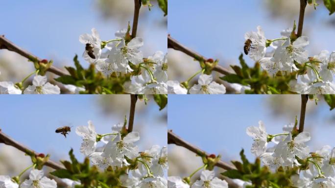 慢动作飞行蜜蜂覆盖着花粉，从白色苹果花中收集花蜜。春天盛开的苹果花。蜜蜂授粉春树白花盛开。