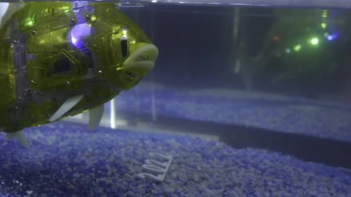 水族馆里的机器鱼。HDR。在水中发光闪烁的鱼。水族馆里漂浮的网鱼。创建最新的机器人动物模型