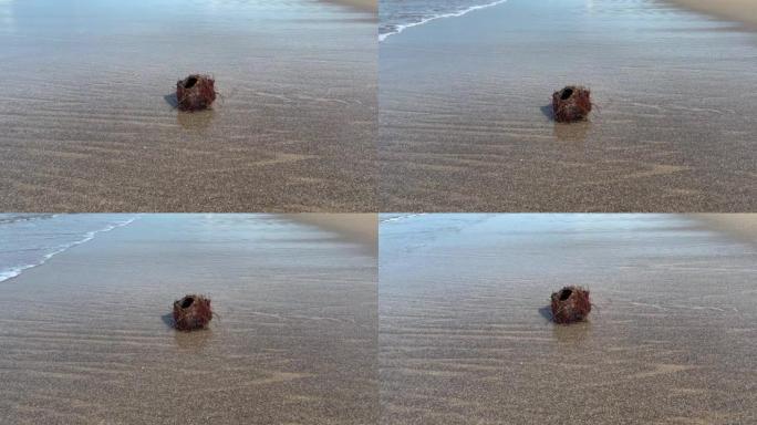 棕色多毛的椰子躺在沙滩上靠近水边的沙子上。印度尼西亚巴厘岛的沙质海岸。海浪在狂野的灰色沙滩上滚动。假