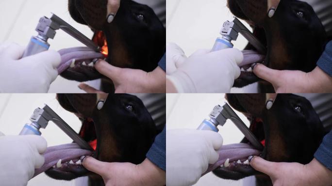 兽医用戴着手套的手在麻醉下给狗插管。使用喉镜，兽医将一根管子插入狗的气管，以在手术期间提供氧气和麻醉