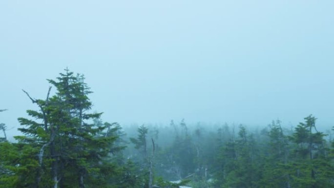 雾中的八幡台顶附近的森林