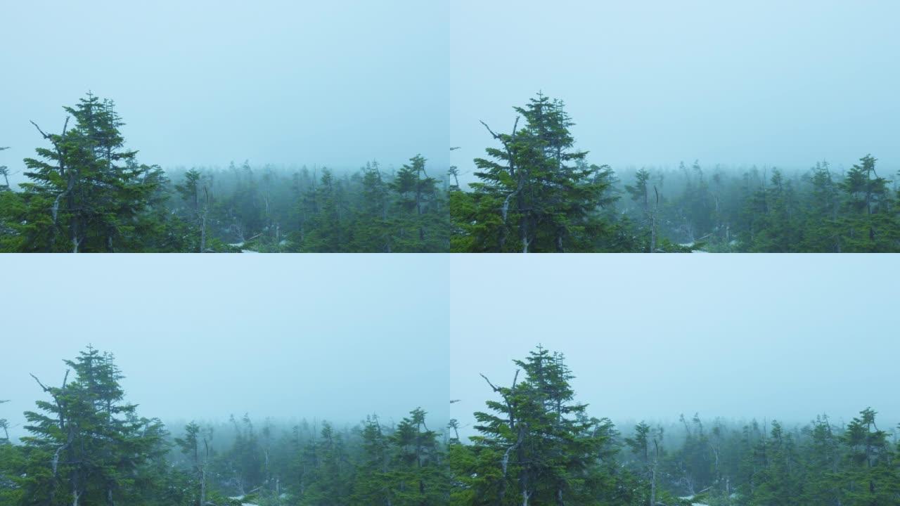 雾中的八幡台顶附近的森林