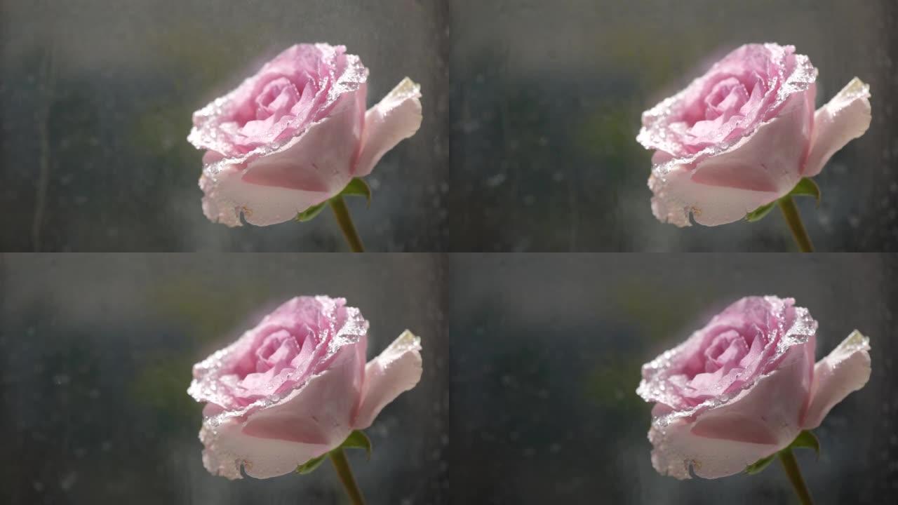 雨中厄瓜多尔粉红色玫瑰品种的特写