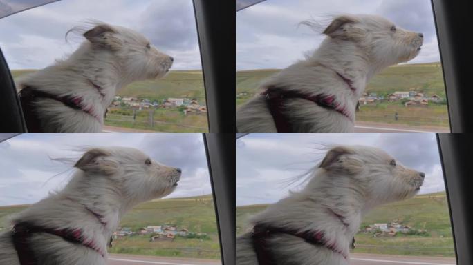 有趣的金发狗在路上开车时看着车窗外