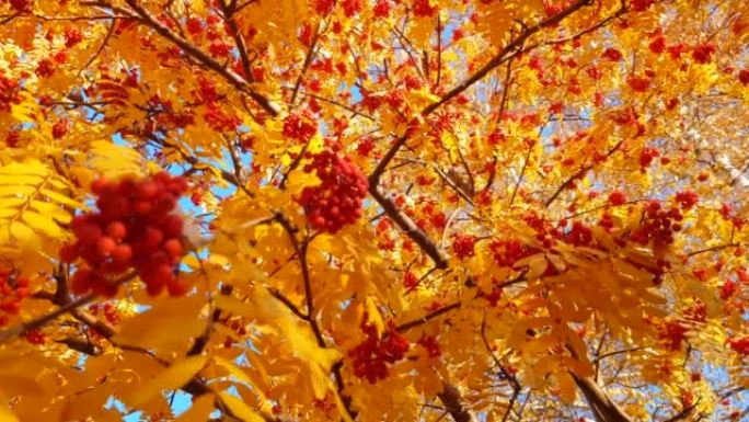 4k视频，美丽的红橙色簇簇的山灰在风中摇曳，秋天山灰的金黄色叶子，从下面可以看到天空