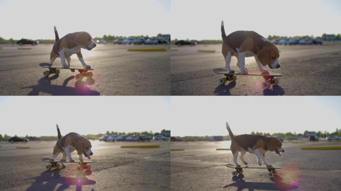 比格犬在户外骑滑板。宠物在公园里学习骑滑板。慢动作