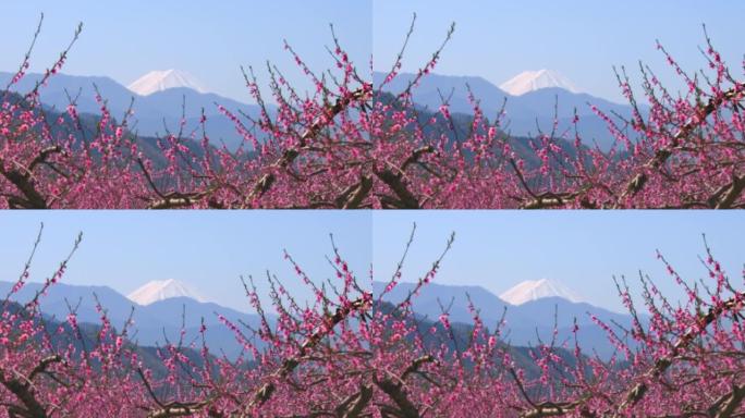 桃花盛开与富士山山梨县复藤市