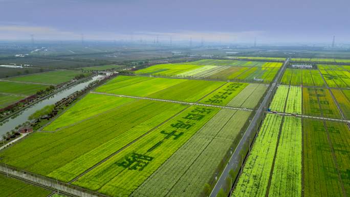 上海松江小昆山油菜花基地航拍4K