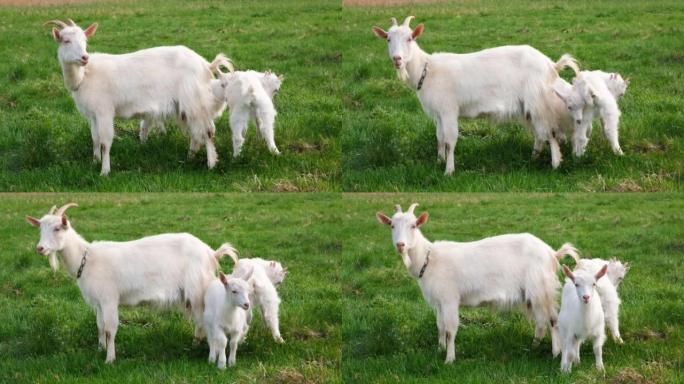山羊妈妈和两个孩子在绿色牧场上吃草。有机农业概念。4k分辨率视频。