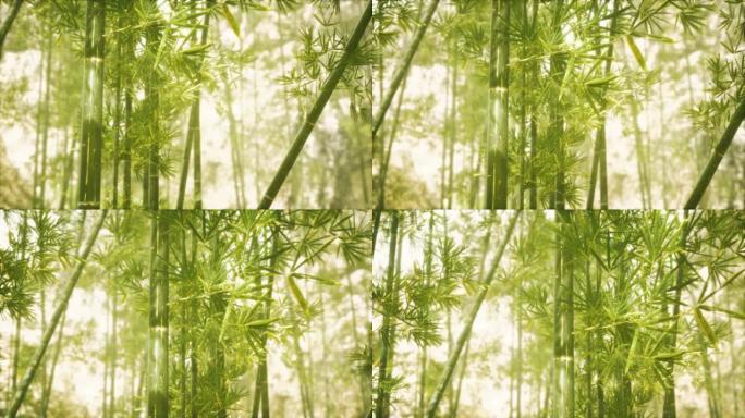 阳光普照的亚洲竹林