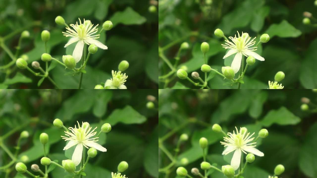 攀缘植物的白花-铁线莲