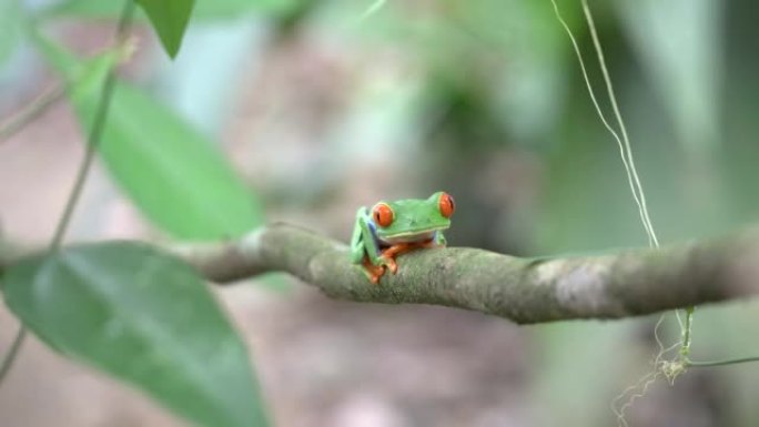 哥斯达黎加花园树枝上的红眼树蛙
