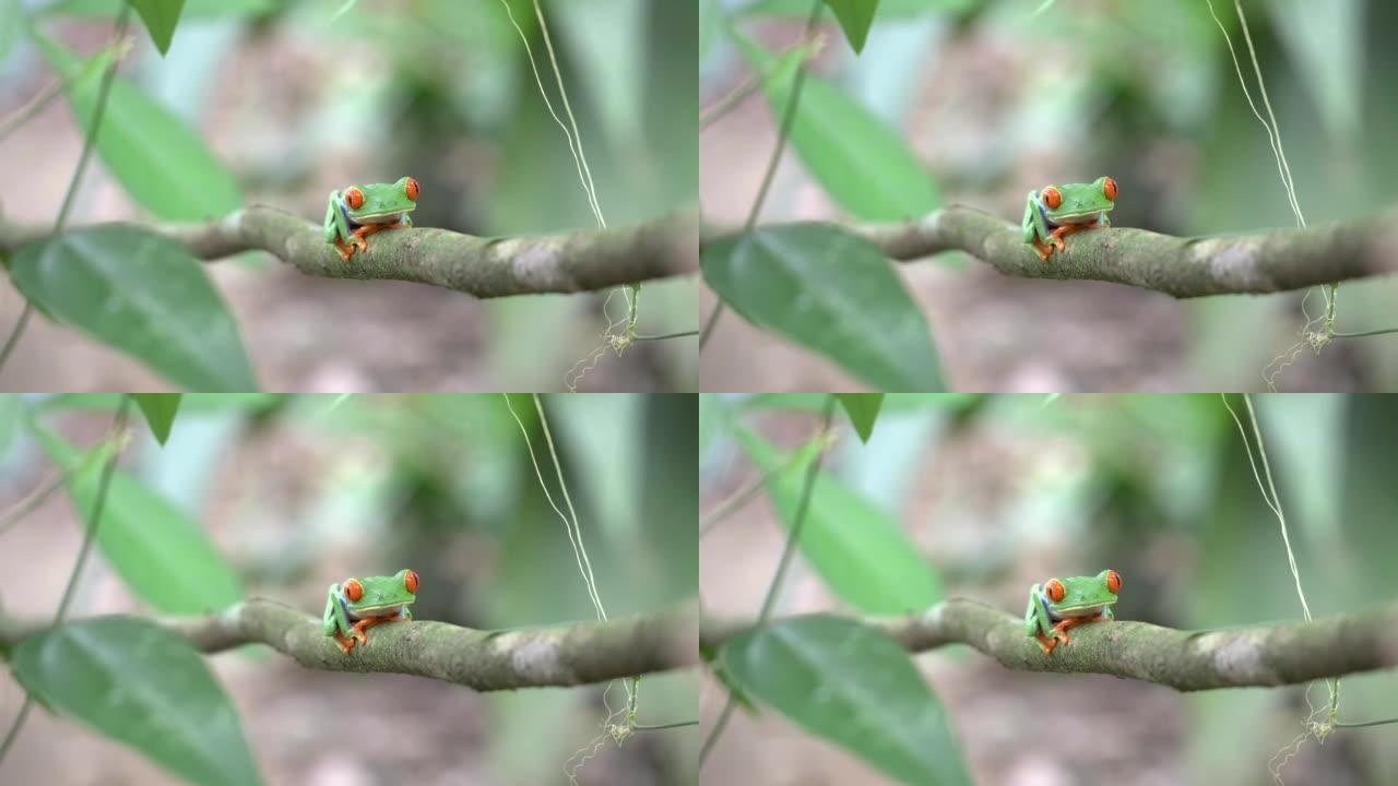 哥斯达黎加花园树枝上的红眼树蛙