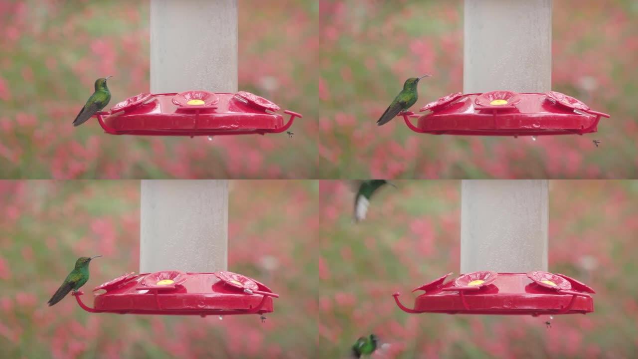 在喂鸟器上放绿冠灿烂蜂鸟的慢动作剪辑