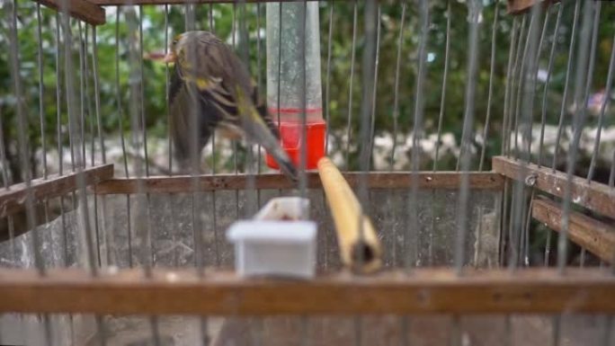 圈养的杂交金翅雀在笼子里扑腾的鸟