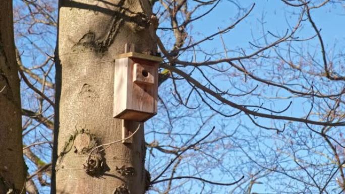 传统经典木制巢箱鸟舍挂在森林树上防止鸟类濒危物种灭绝