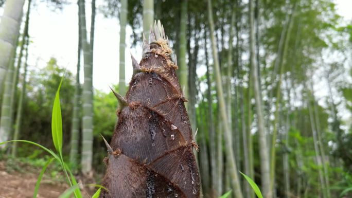 雨后春笋  露珠滑落唯美慢镜头意境