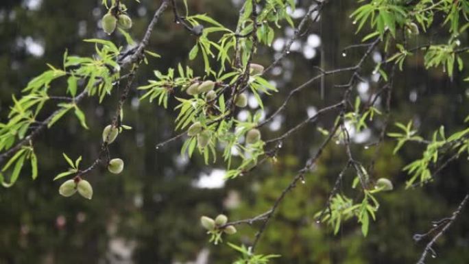 在阿利坎特省，科斯塔布兰卡，西班牙吹来的杏仁树