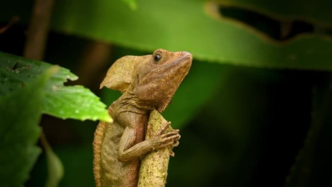 棕色蛇怪-Basiliscus vittatus，在Corytophanidae中称为条纹蛇怪或普通