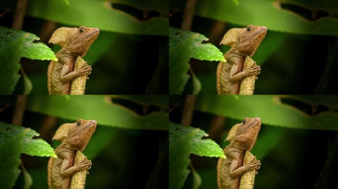 棕色蛇怪-Basiliscus vittatus，在Corytophanidae中称为条纹蛇怪或普通