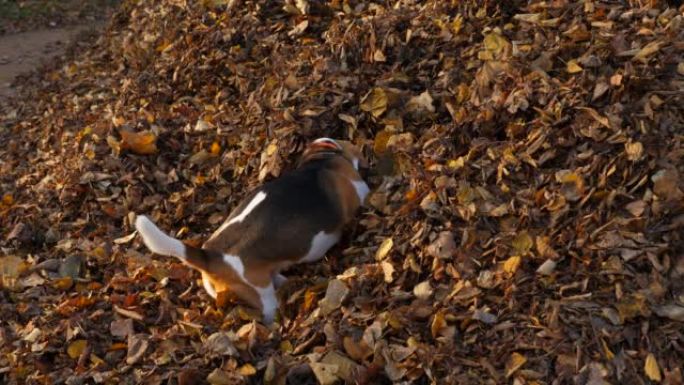 有趣的狗跳进一堆干燥的落叶，然后四处寻找