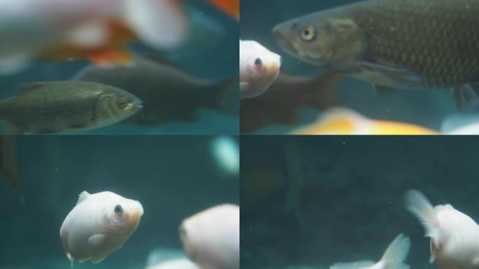 美丽而平静的锦鲤鱼在清澈的池塘里游泳