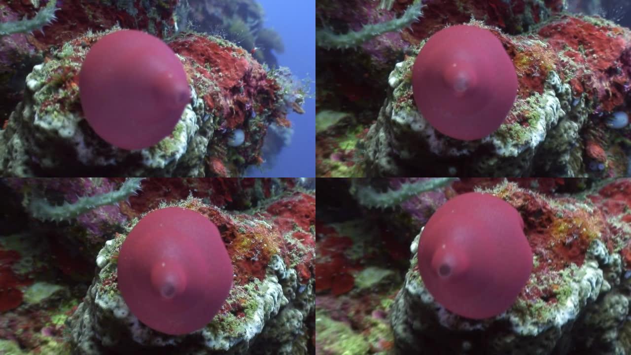 菲律宾野生动物海洋中的红珊瑚。