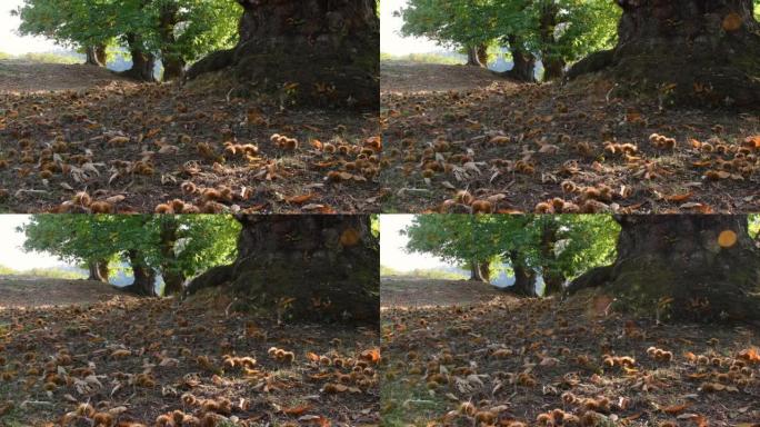秋天的季节是一片古老的栗树，收获的时候。栗子与刺猬一起磨碎。典型的新鲜秋季水果。