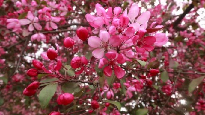 春天的粉红色苹果树花