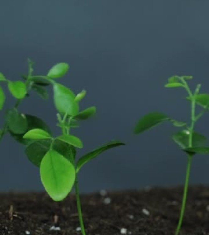 植物幼苗地球日绿叶垂直