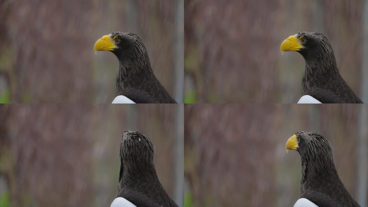 斯特勒海雕 (Haliaeetus pelagicus)。野生动物。稀有鸟类的细节肖像。美丽骄傲鸟的