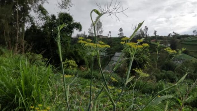 茴香植物在田间为居民提供食物