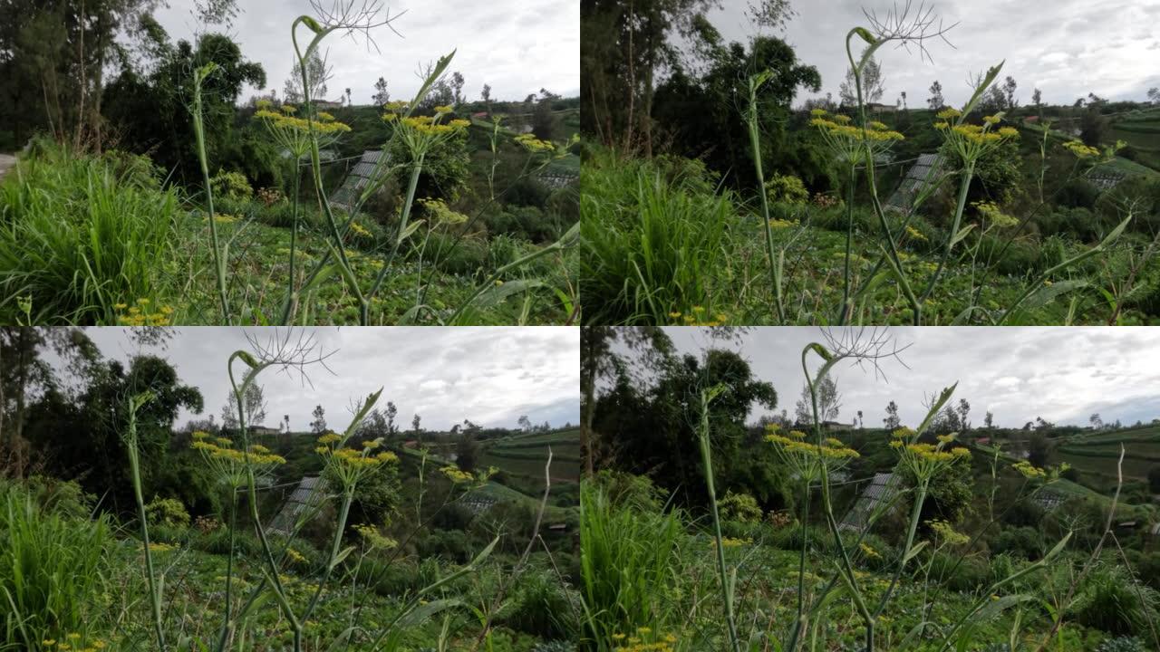 茴香植物在田间为居民提供食物